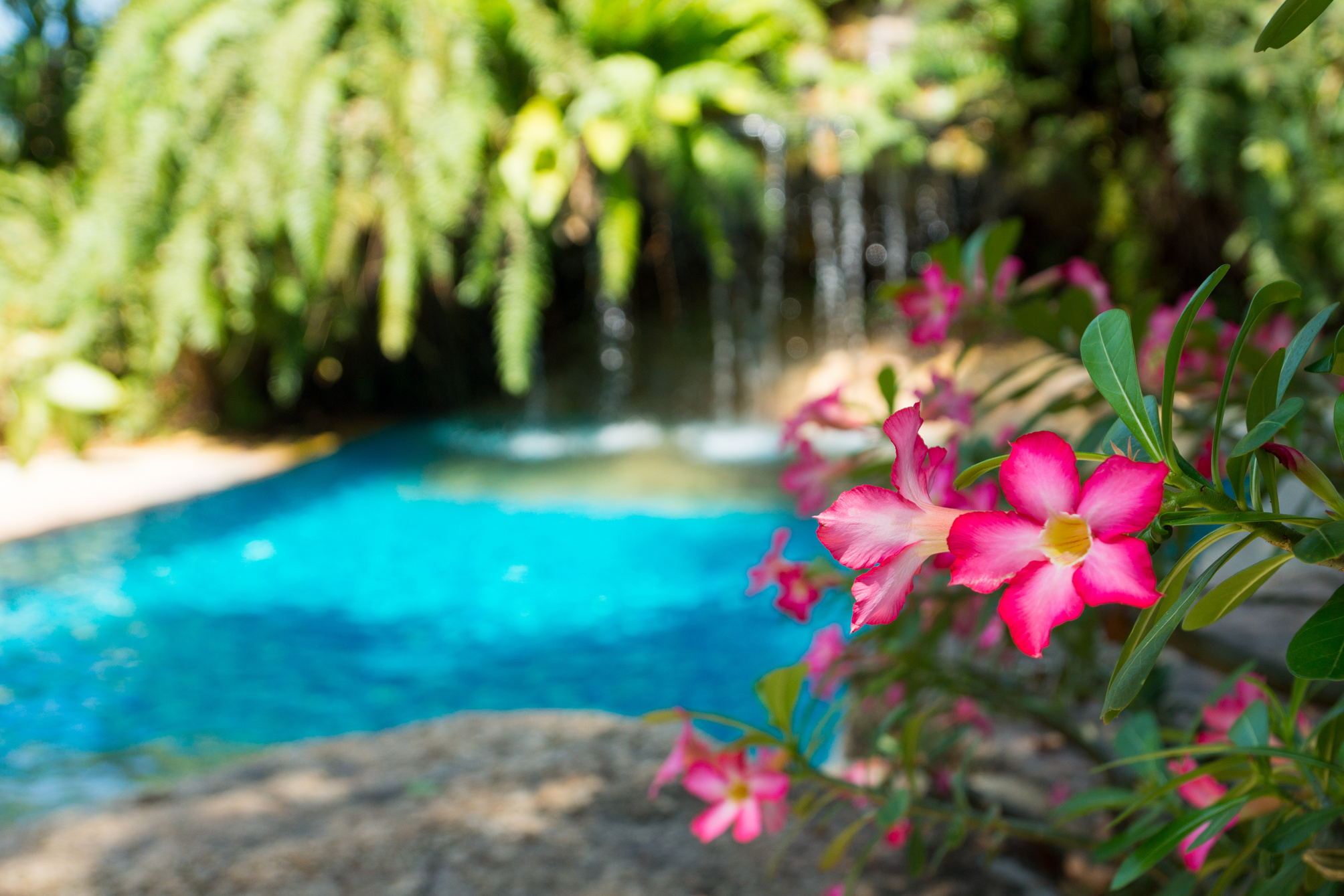 Pink flowers near small waterfall