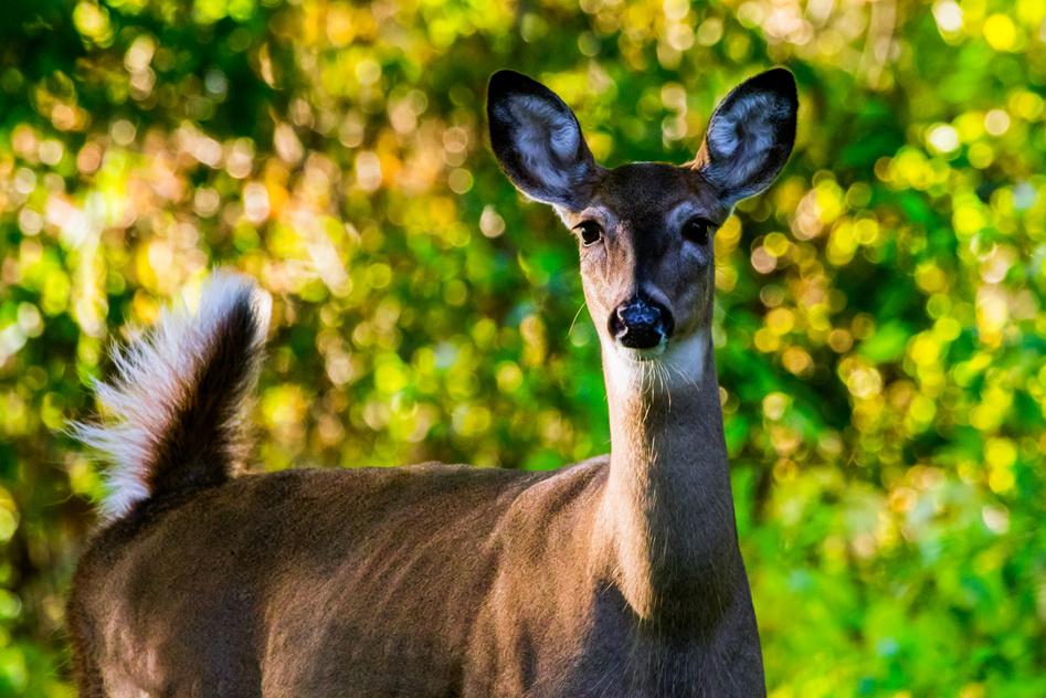 White Tailed Deer