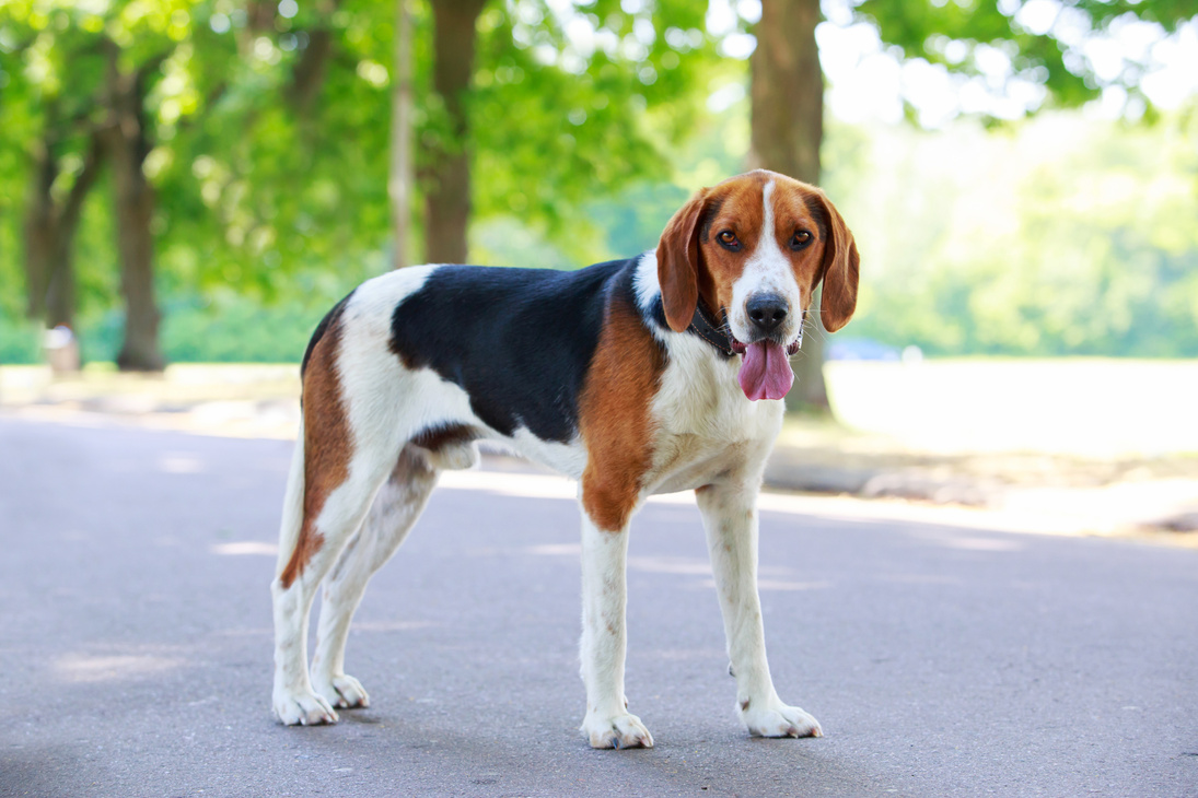 The dog breed American Foxhound