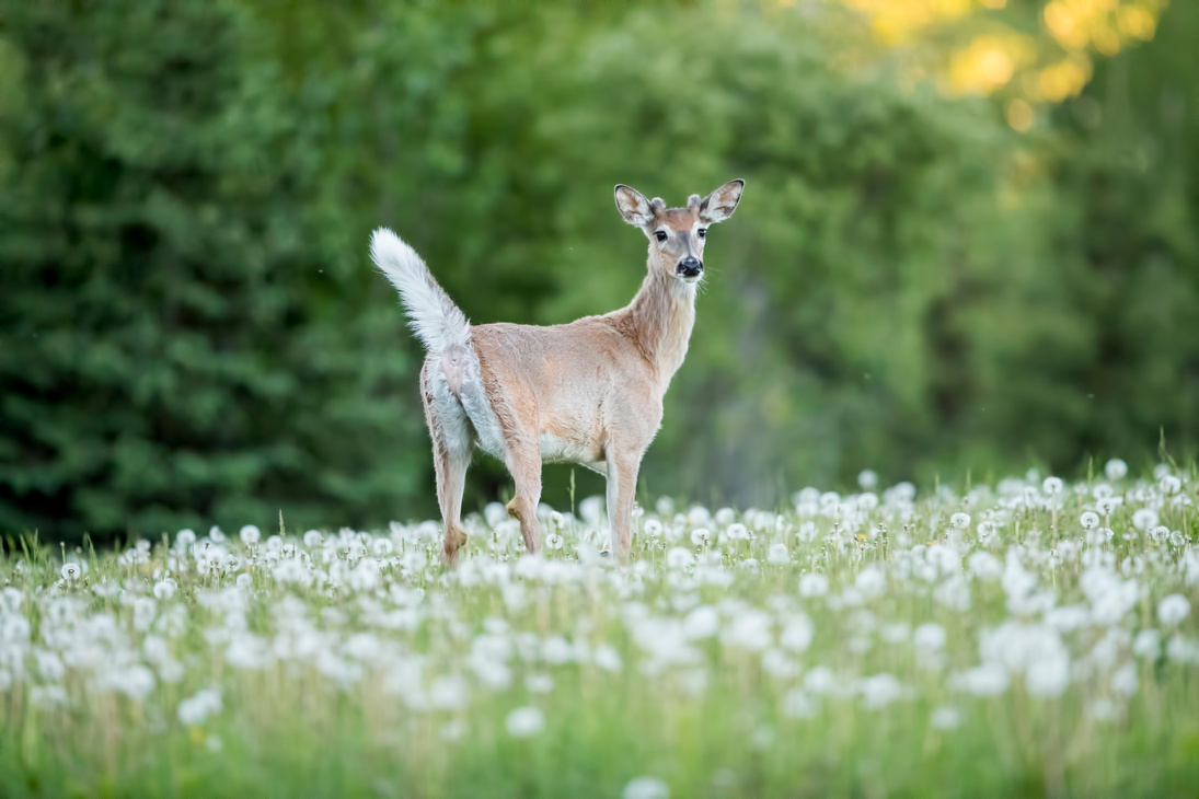 White-tailed Deer