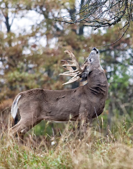 White-tailed deer