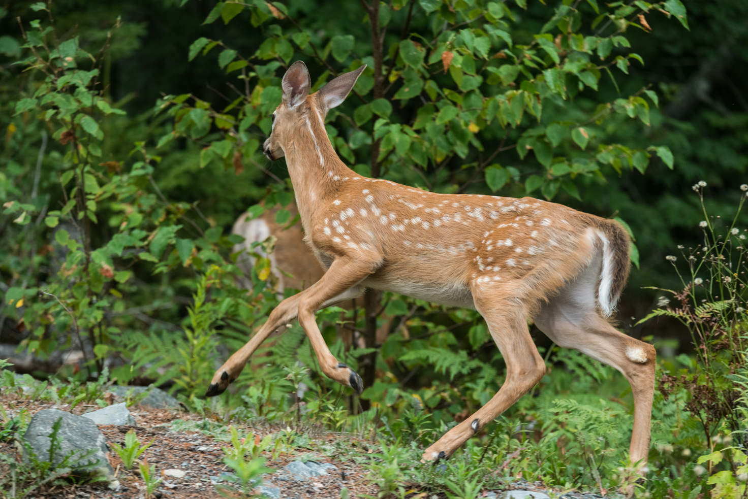 White Tailed Deer