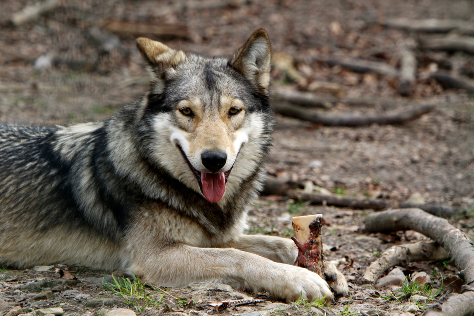 Eastern timber wolf