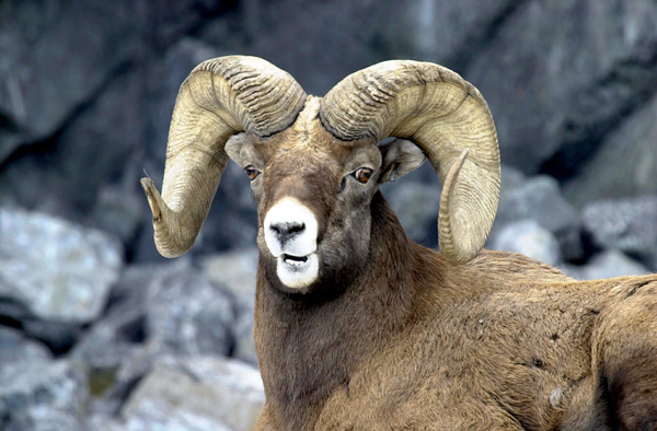 Bighorn Sheep