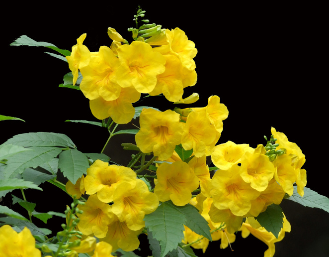 Carolina Jessamine