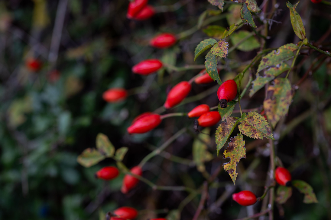 Closeup shot of a rose hip fruit found growing in the wild