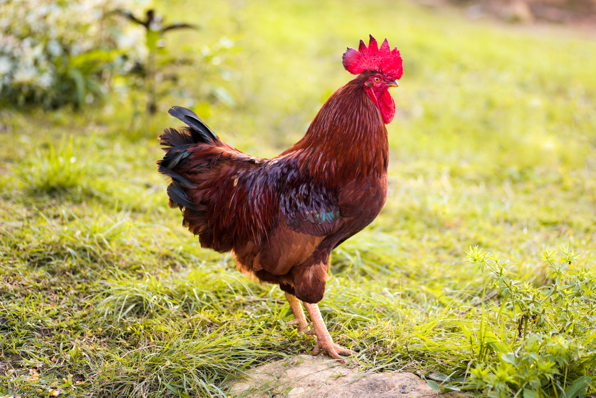 Rhode island red rooster