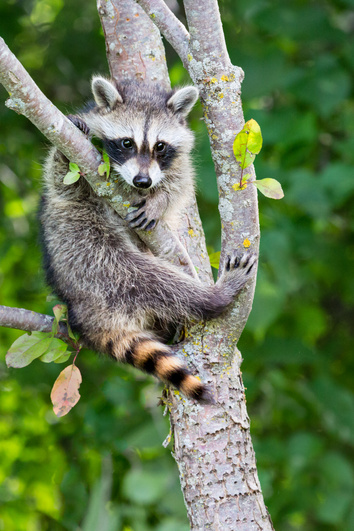 Young Racoon