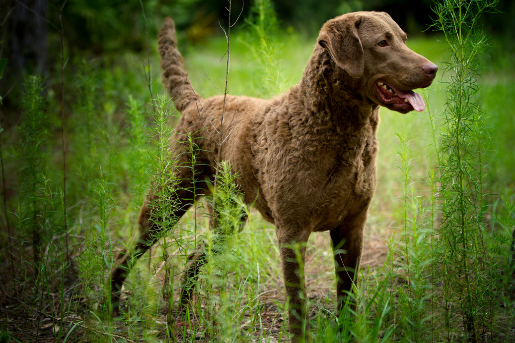 Dog: Retriever - Chesapeake Bay Retriever