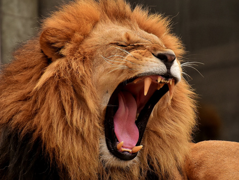 Big Cat Yawning