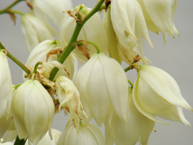 Yucca, white yucca flowers. A photo.