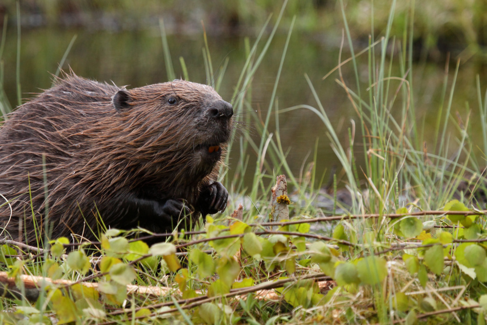 European Beaver