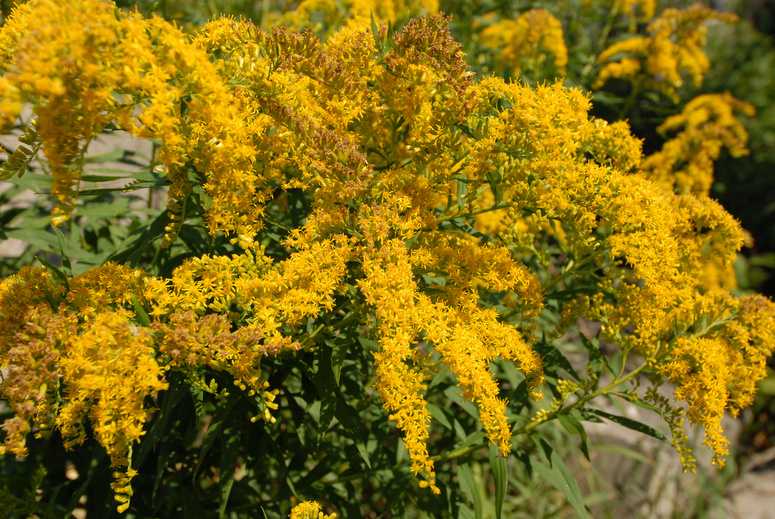 goldenrod