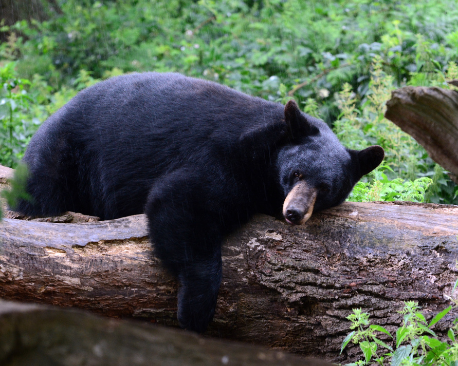 American Black Bear Resting on a Tree Log