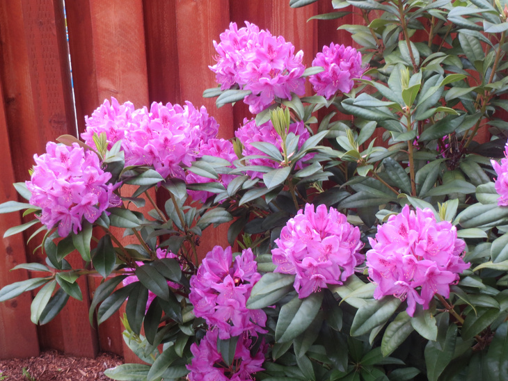 COAST RHODODENDRON