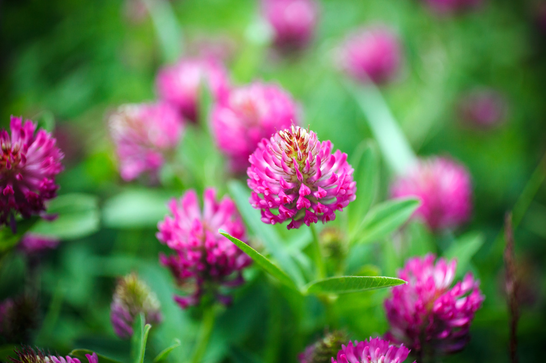 Red Clover