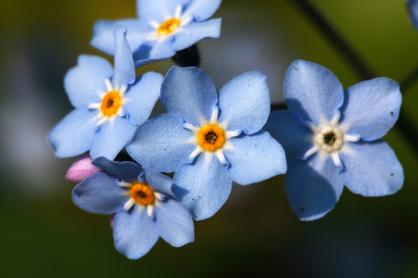 Forget-me-not flower