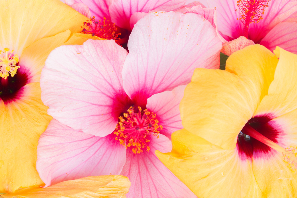 Colorful Hibiscus Flowers