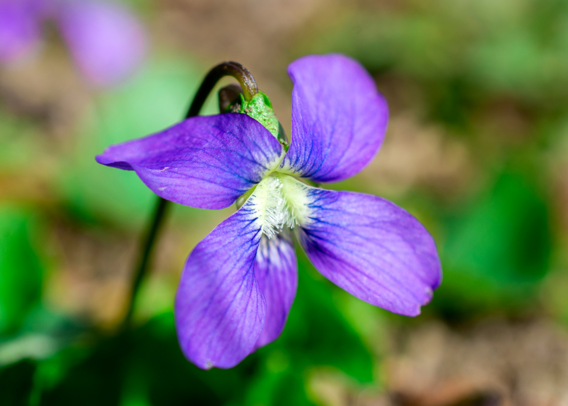 Common Blue Violet