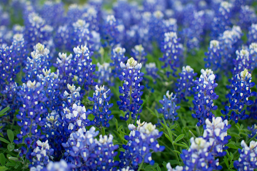 Bluebonnets