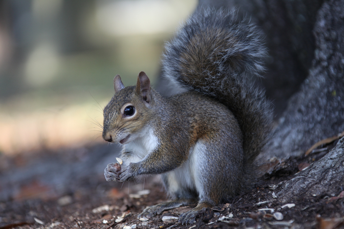 gray squirrel