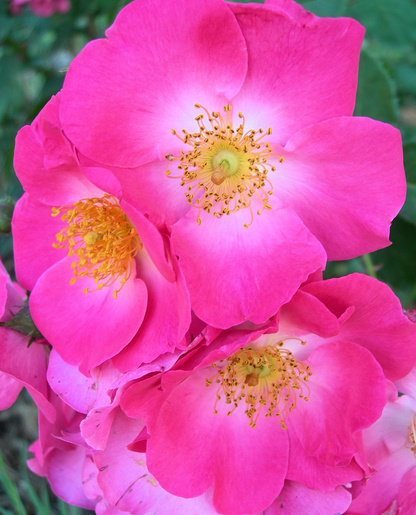 Prairie Roses