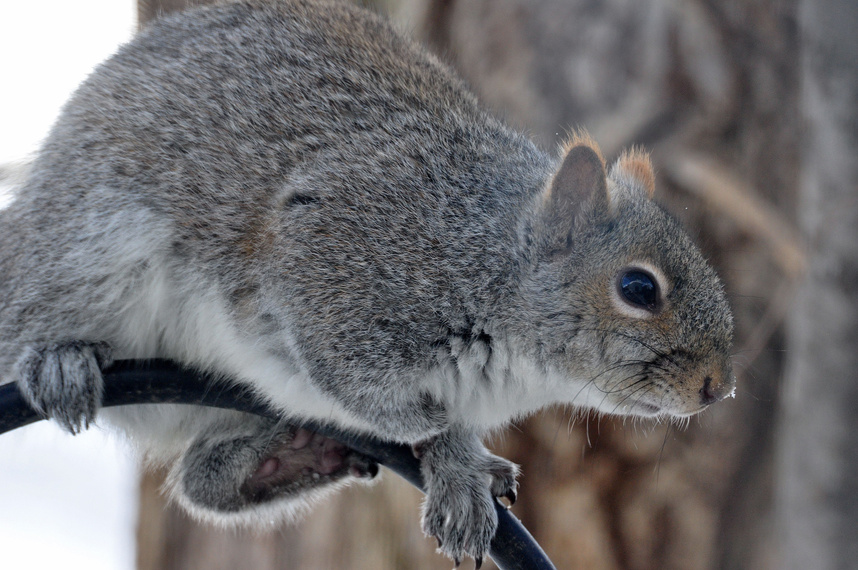 Gray Squirrel