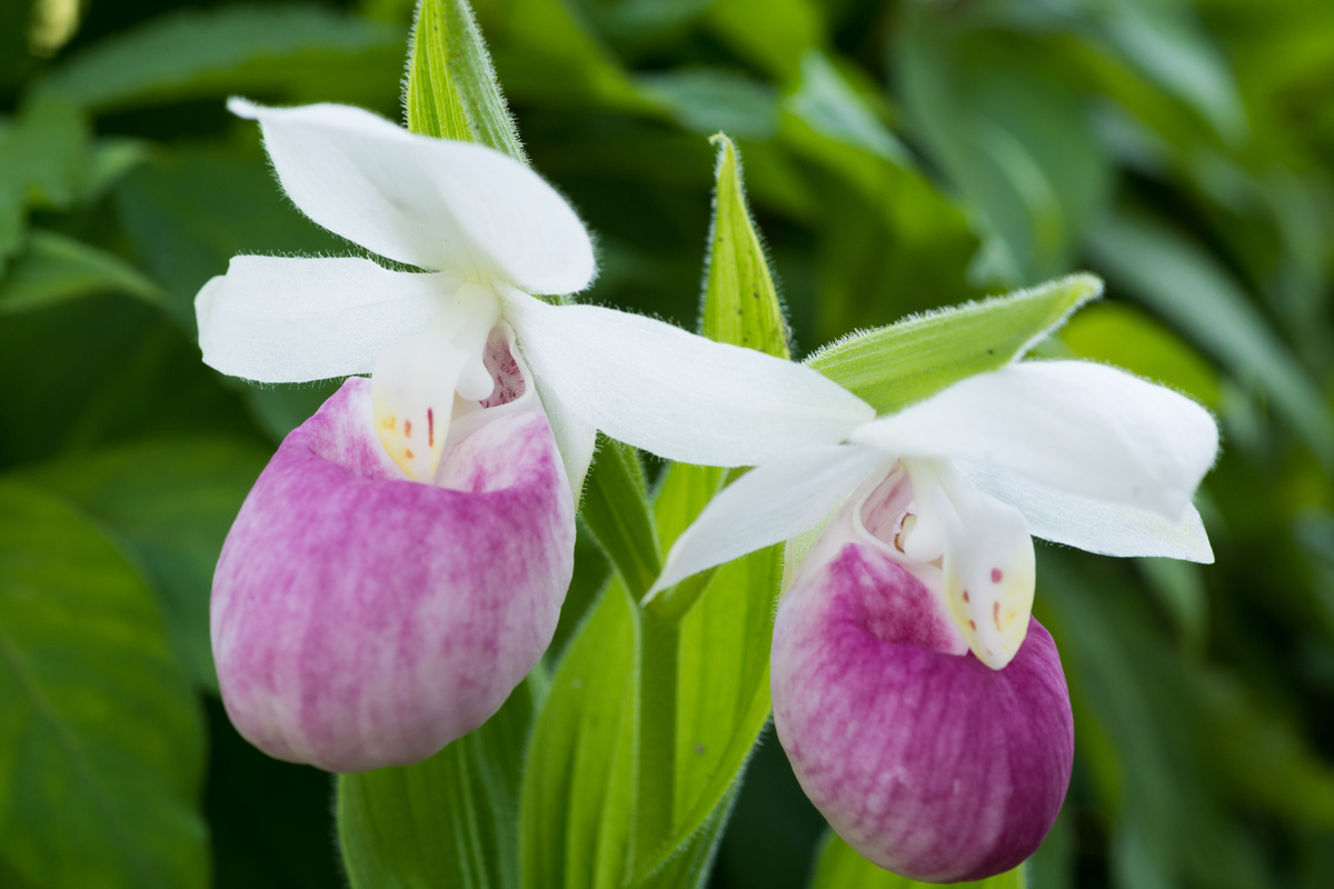 Pink and white lady slippers