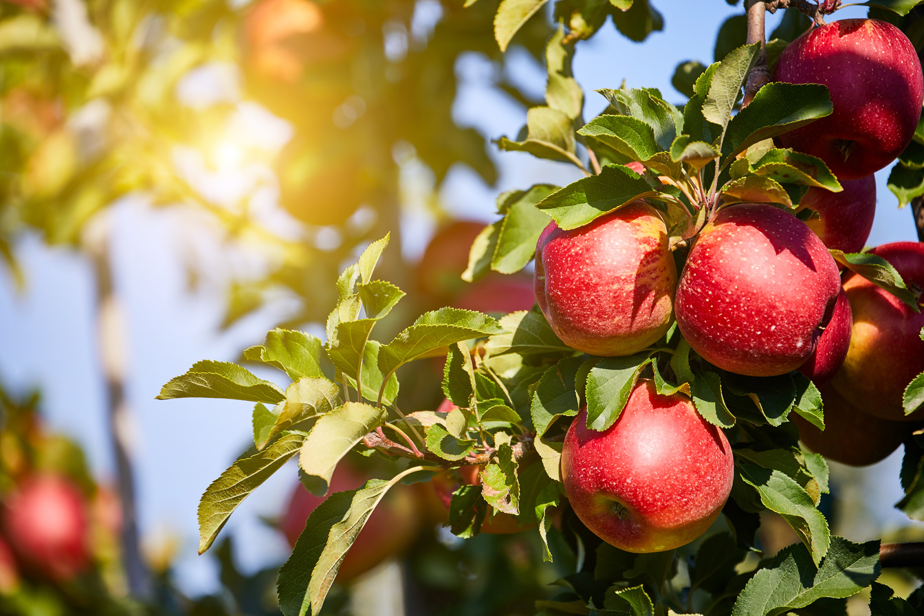 Apple Orchard