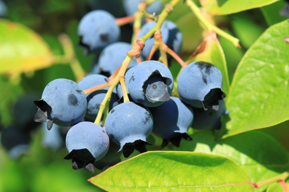 Northern highbush blueberry