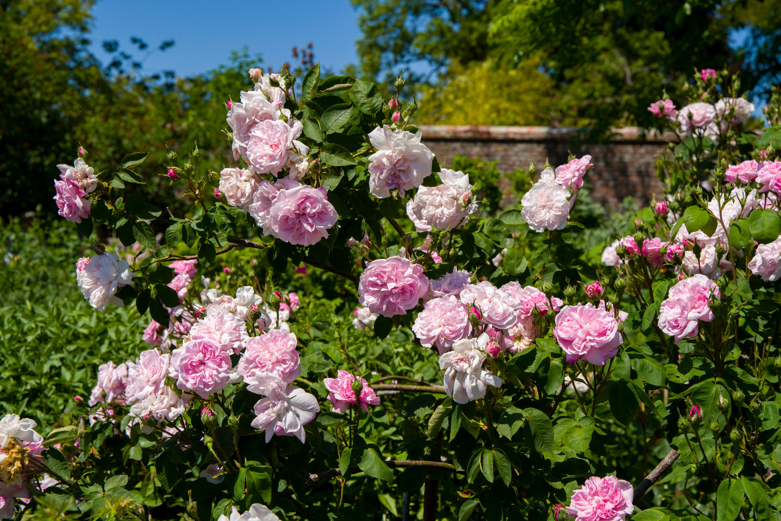 Tudor pink english roses in sumer in England