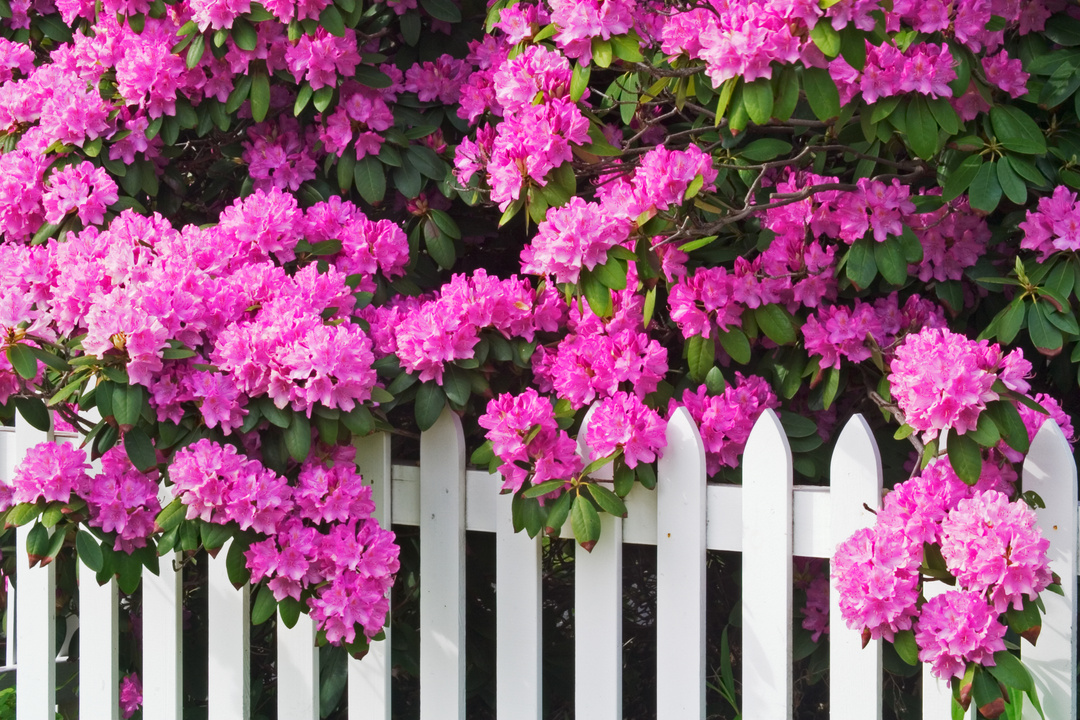 Rhododendrons and Picket Fence in the Garden