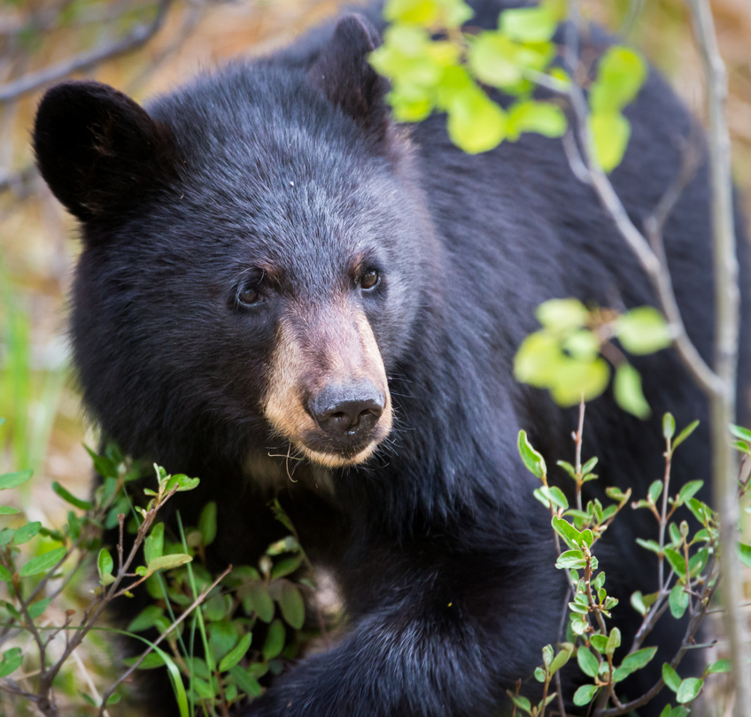 Black Bear in the Bush