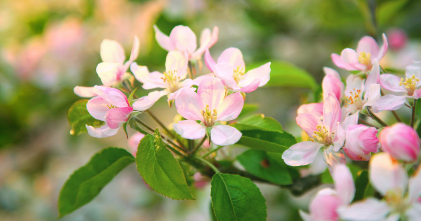 apple blossom