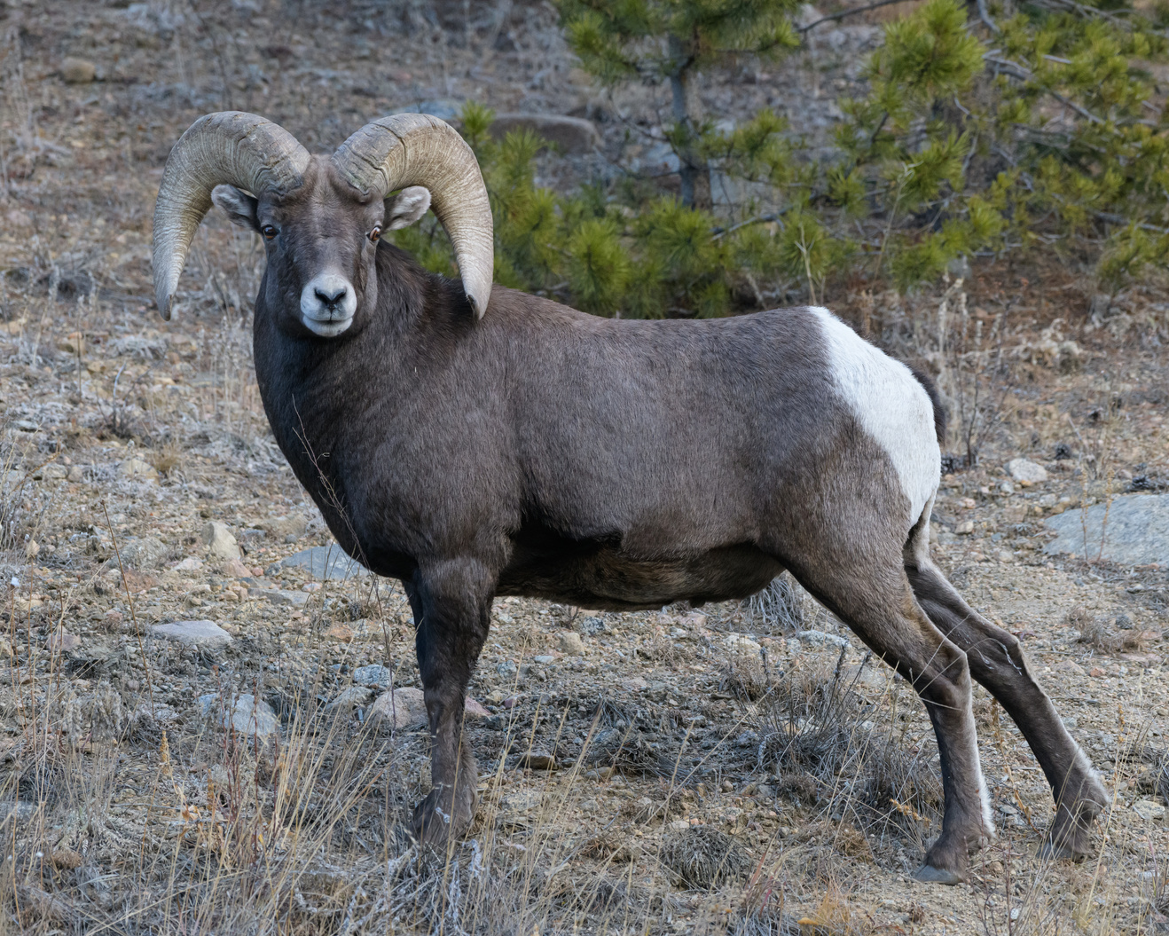 Colorado Rocky Mountain Bighorn Sheep Ram