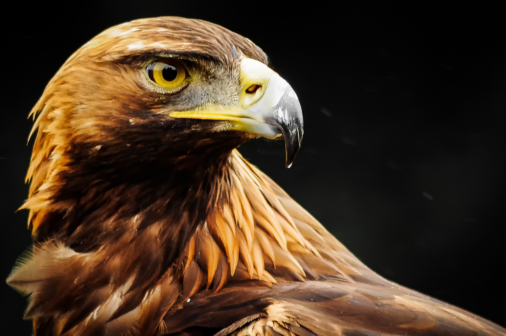 Golden Eagle