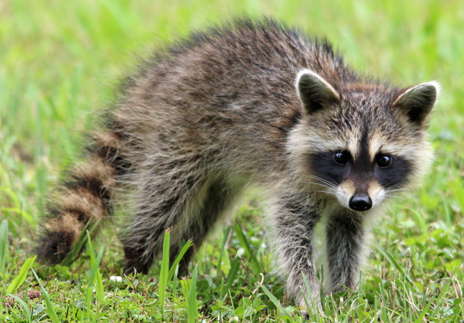 Wild Racoon on the Grass