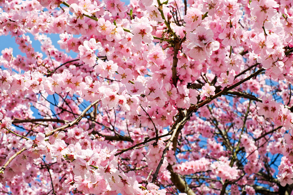 Japanese Cherry Blossoms