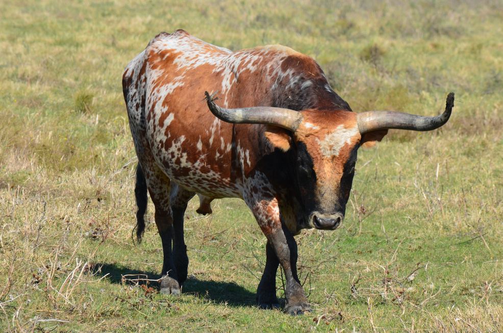 Texas Longhorn