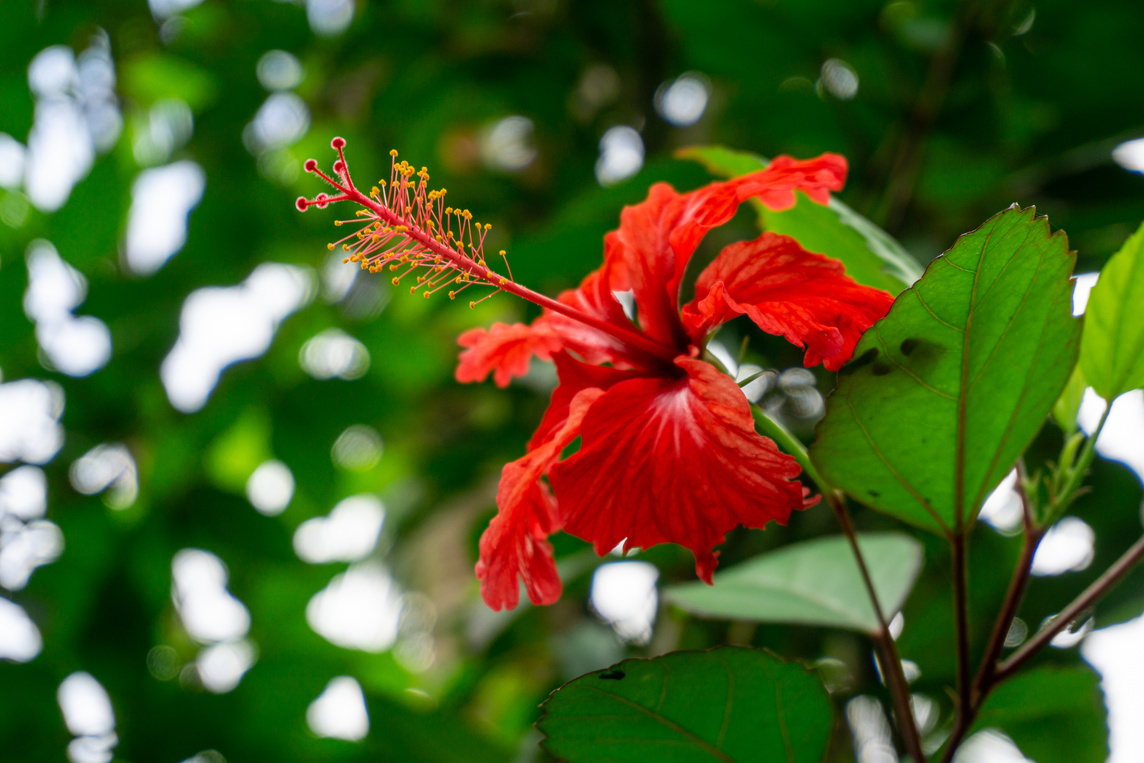 The Vibrantly Red Flor de Maga in El Yunque National Rain Forest in Puerto Rico