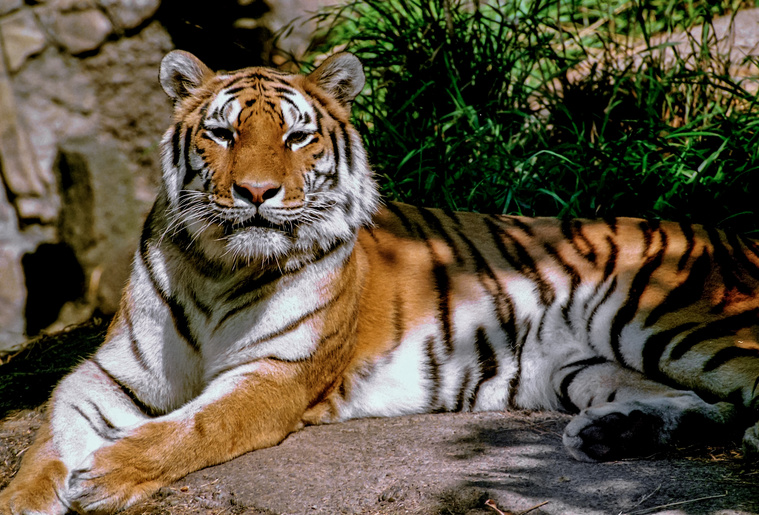 Bengal Tiger