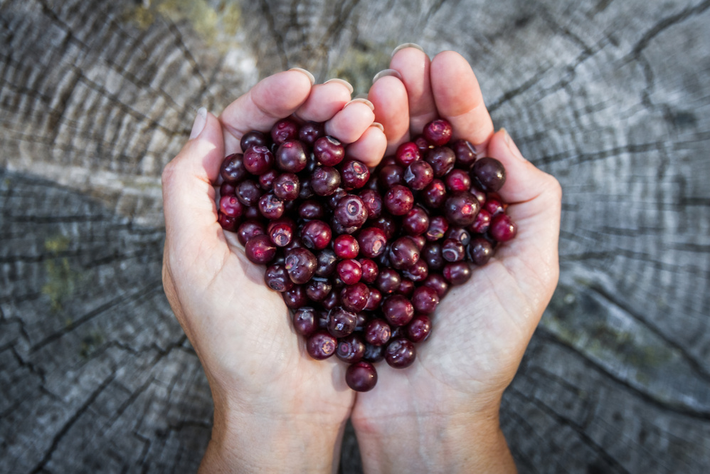 love for huckleberries