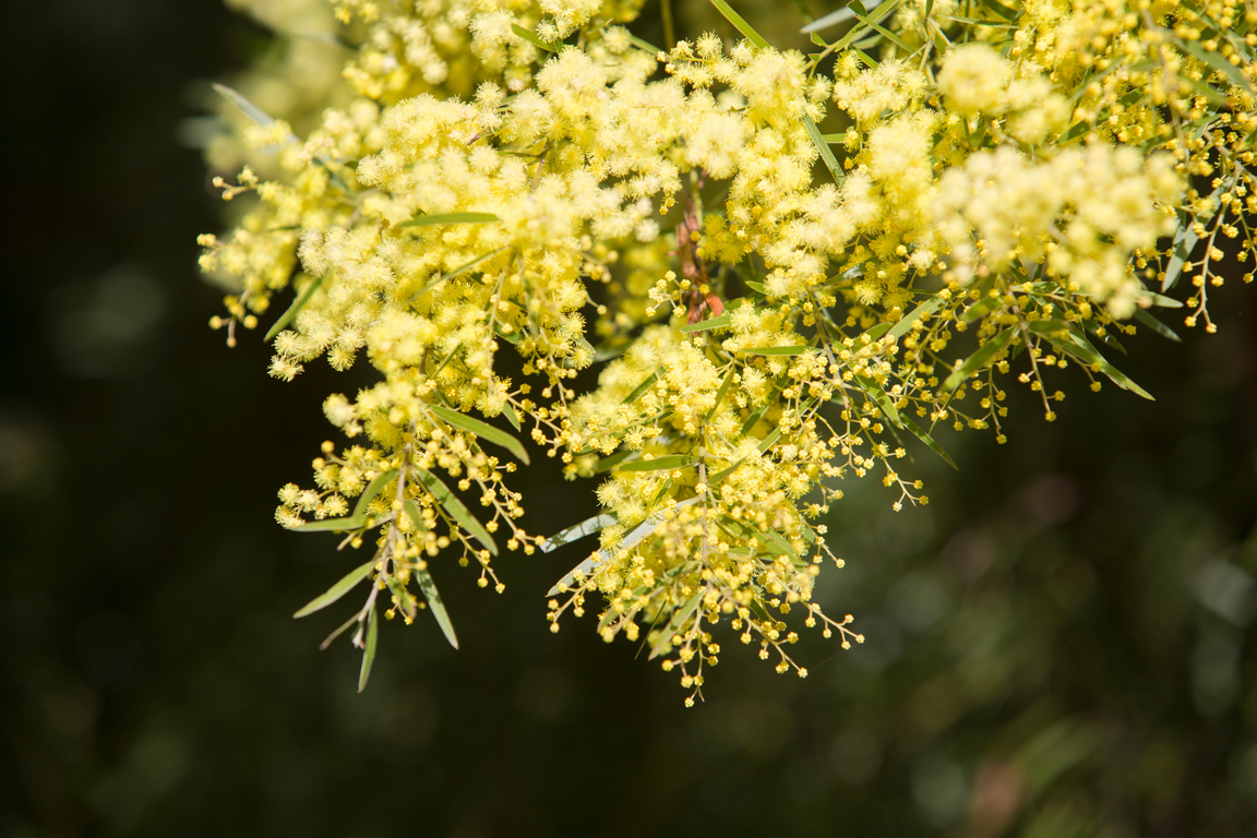 Golden Wattle