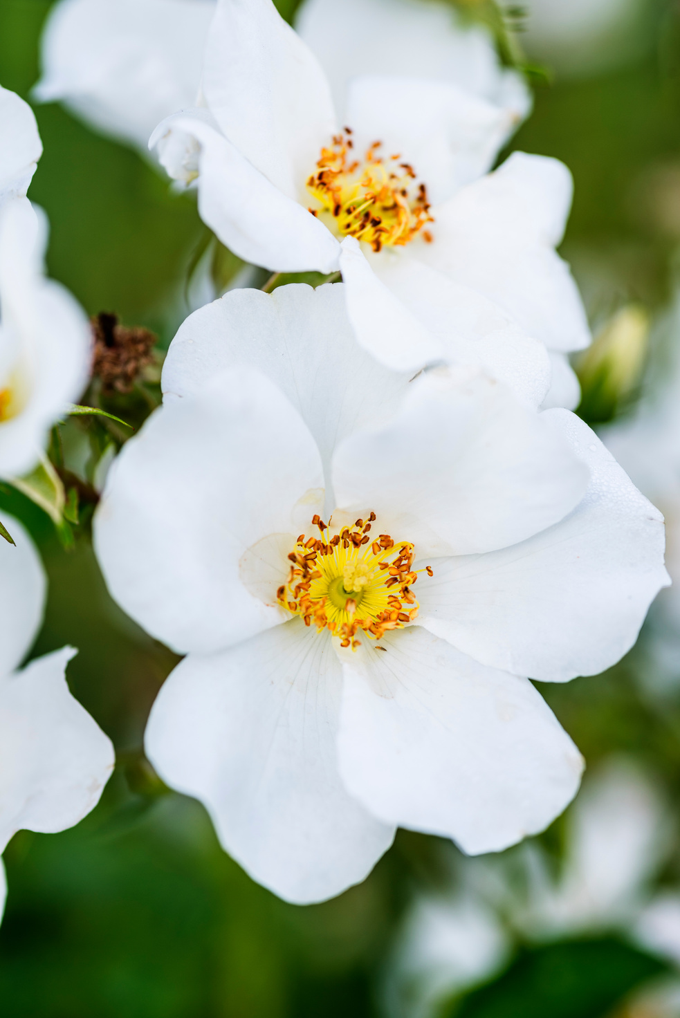 Beautiful White Cherokee Roses