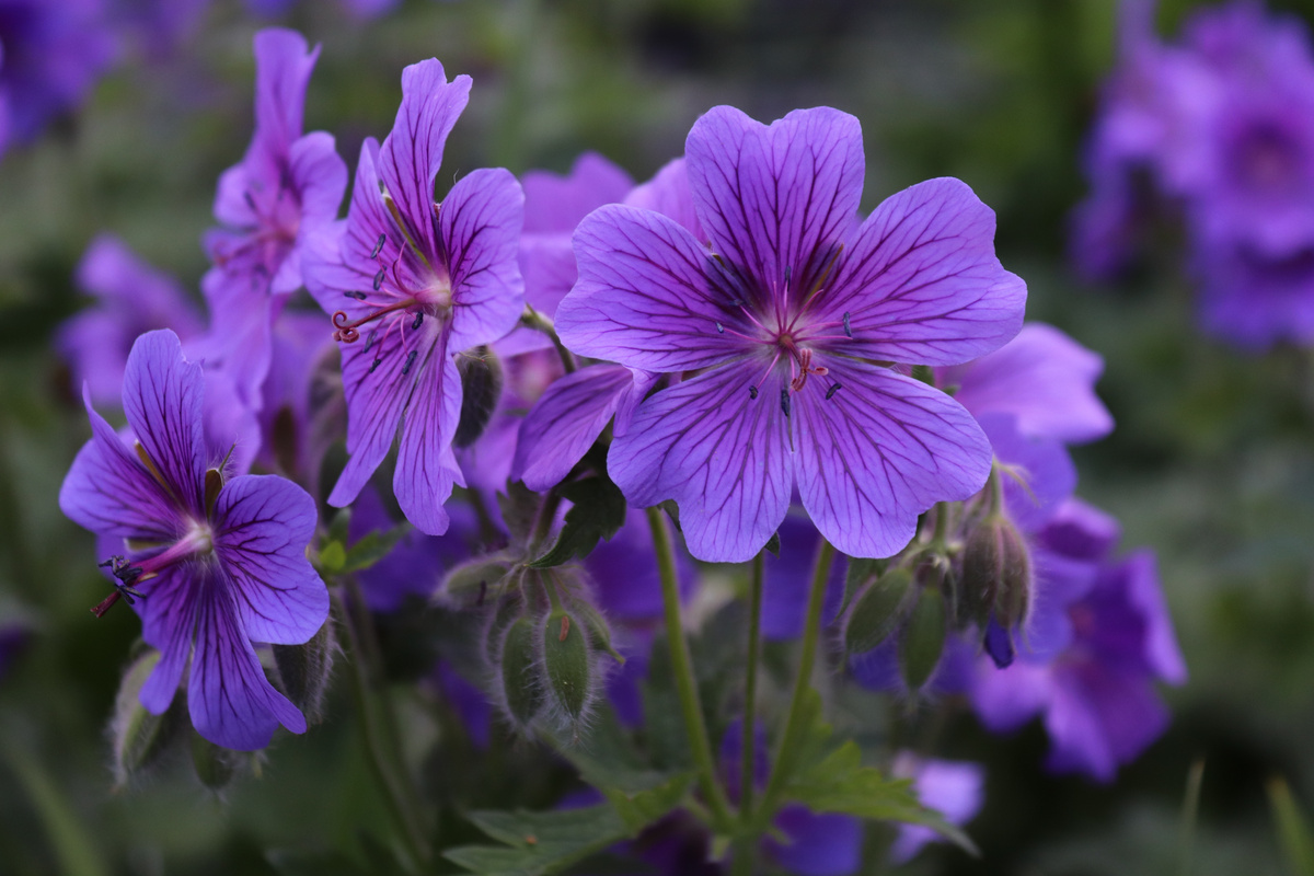 Violet Flowers in the Garden