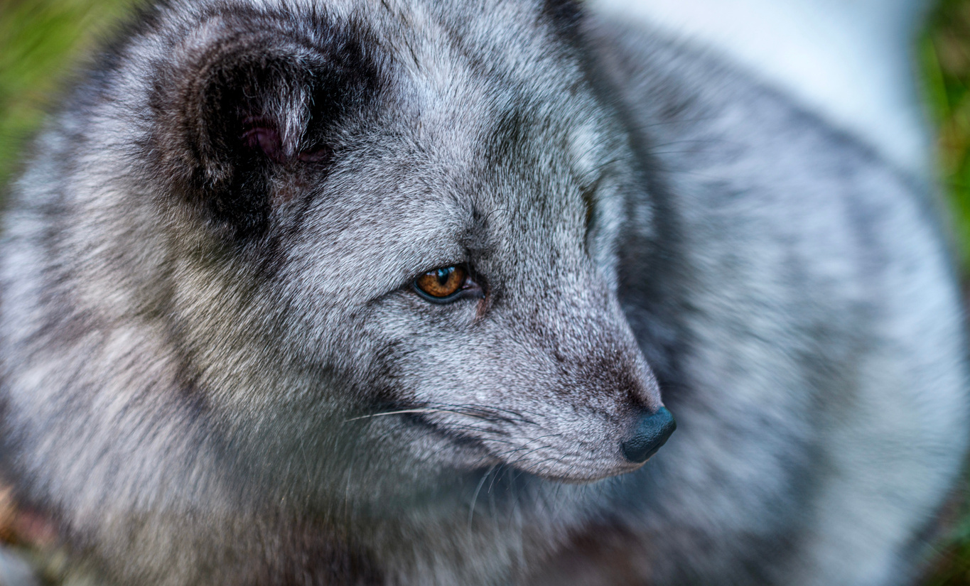 Grey Artic Fox