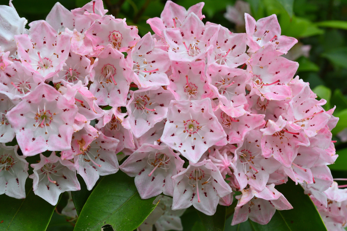 Pink mountain laurel and foliage