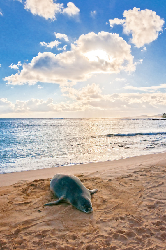 Hawaiian Monk Seal Rests on Beach 