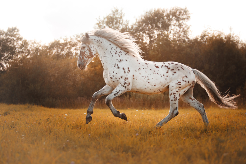 White spotted horse