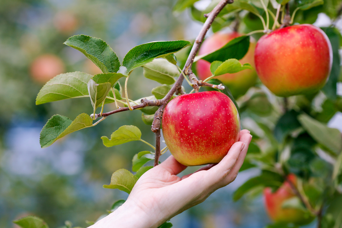 Harvesting apples.